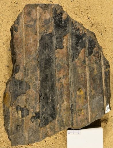 Sigillaria sp.