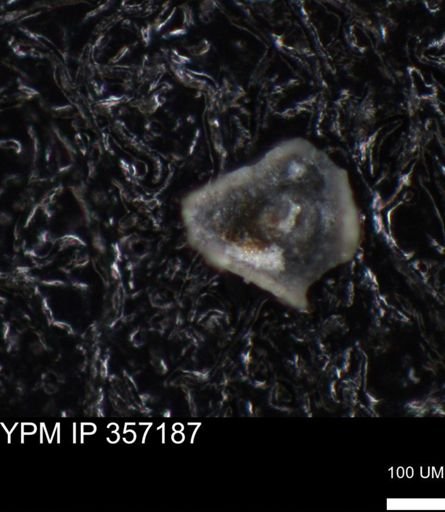 undet. Bacillariophyceae