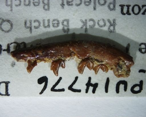 Mckennatherium ladae