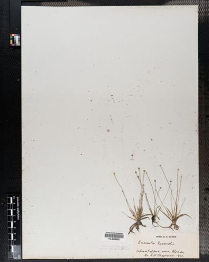 Eriocaulon