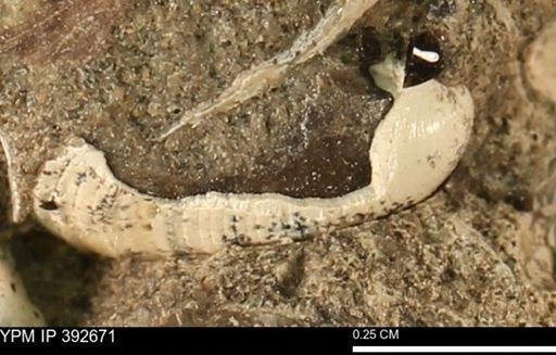 Protocardia subquadrata