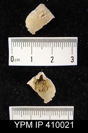 Neophricadothyris bullata