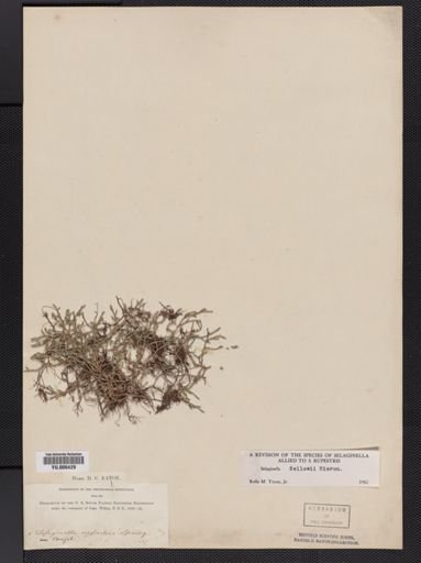 Selaginella