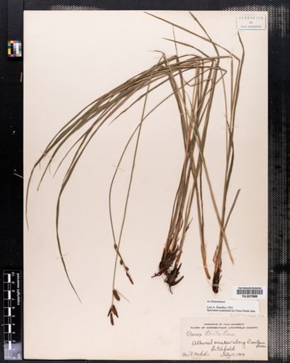 Carex stricta