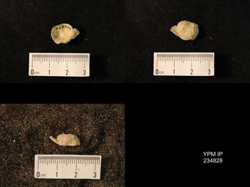 Marginifera wabashensis var. armata