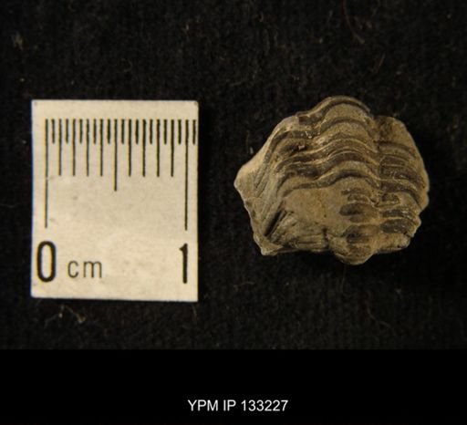 Phacops rana