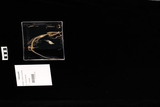 Xenosaurus grandis