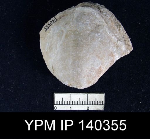Reticularia indica