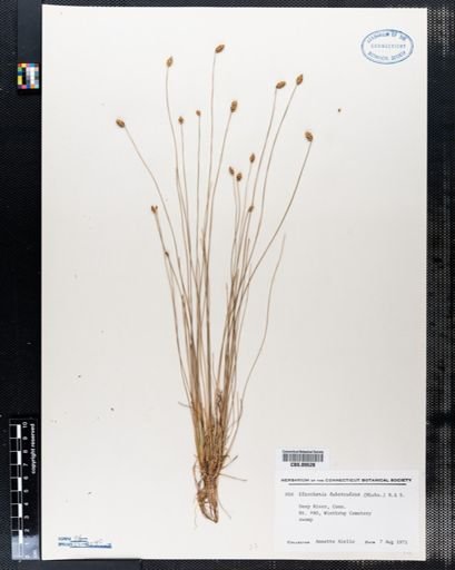 Eleocharis tuberculosa