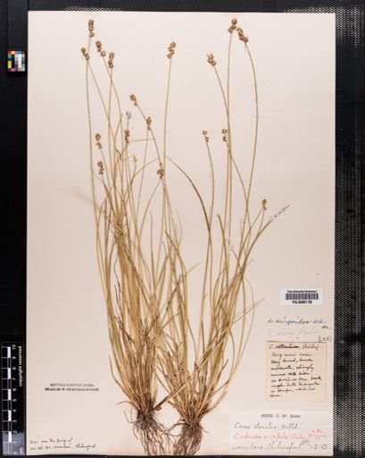 Carex interior
