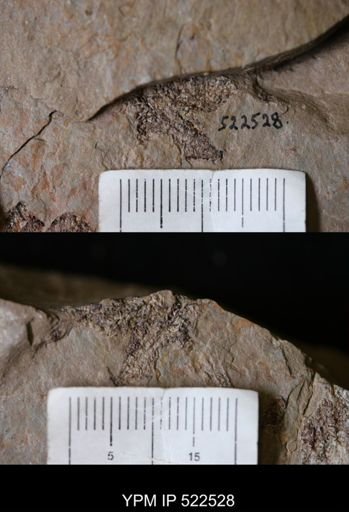 undet. Asterozoa