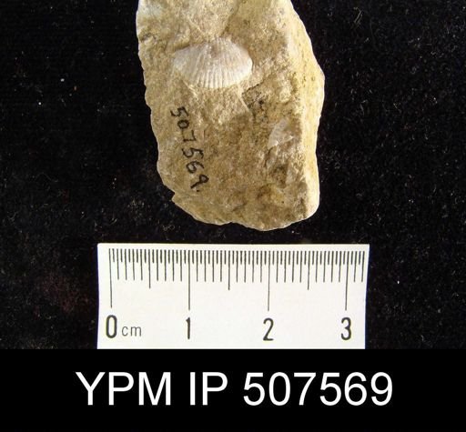 Chonetes mucronatus