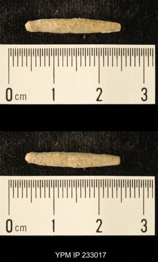 Archaeocidaris sp.