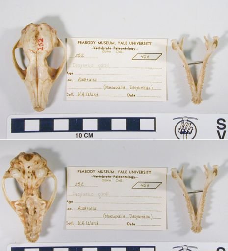 Dasyurus viverrinus