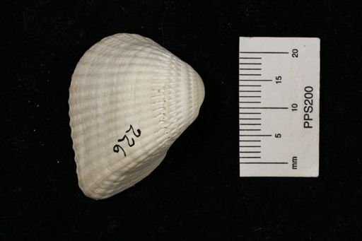 Arca (Scapharca)