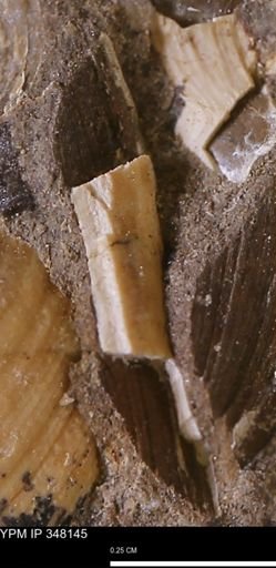 Limopsis striatopunctatus