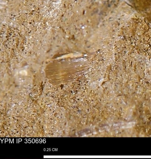 undet. Bivalvia