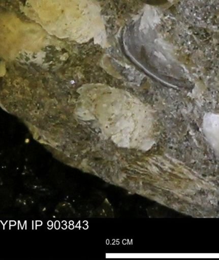 Corbulamella?