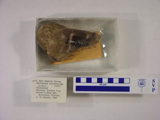 Teleoceras fossiger