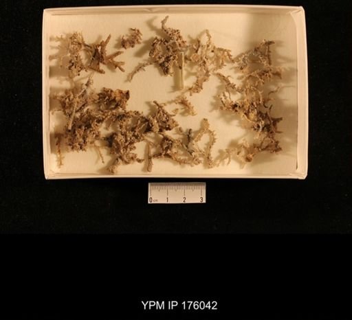 undet. Bryozoa
