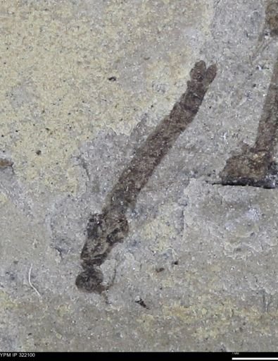 undet. Diptera