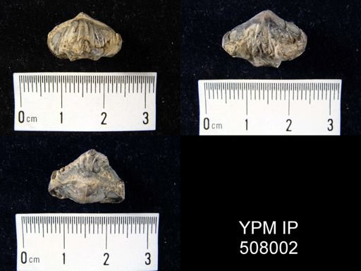 Camarophoria schlotheimi
