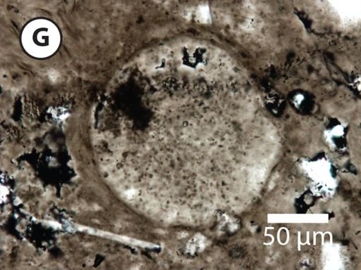 Leiosphaeridia jacutica