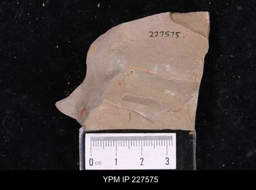 undet. Annelida