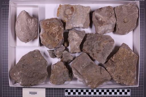 mixed taxa, stratigraphic collection