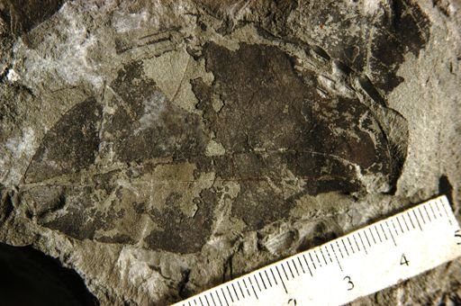 Melicocca immutata