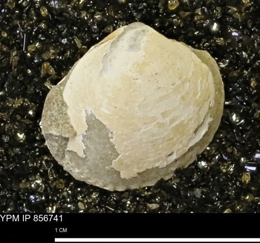 Limopsis striatopunctatus