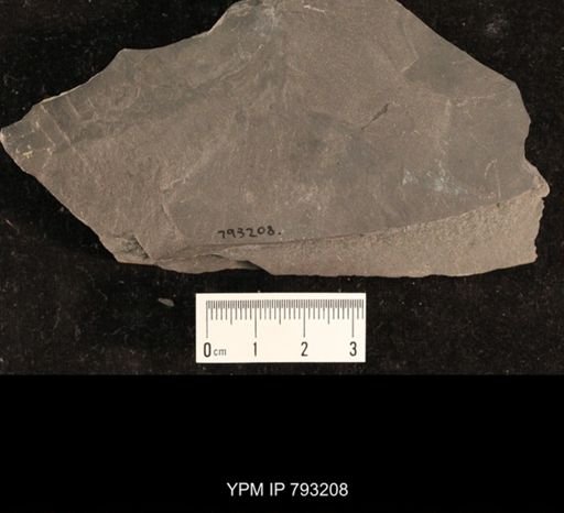 Mormolucoides articulatus