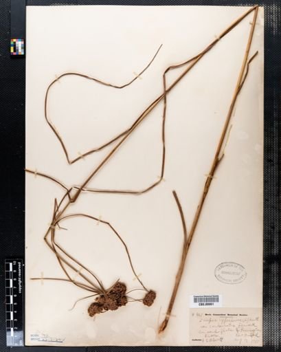 Scirpus cyperinus
