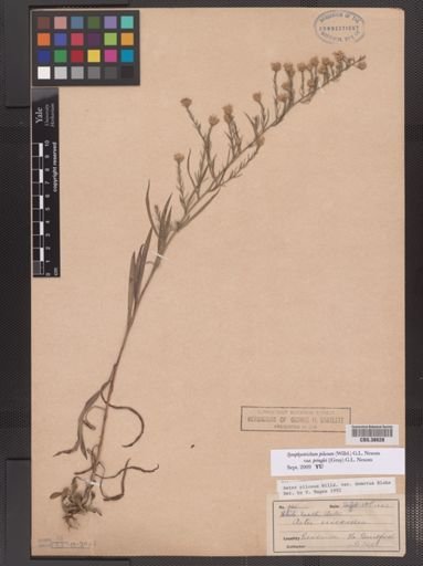 Symphyotrichum pilosum