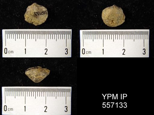 Nucleospira ventricosa