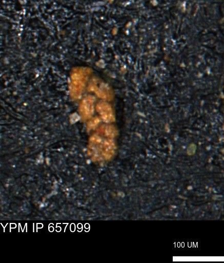 Ammobaculoides phaulus