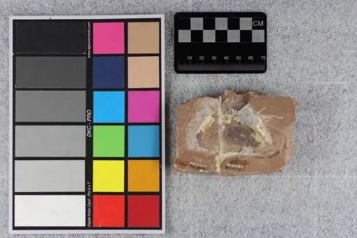 Platysomoidei