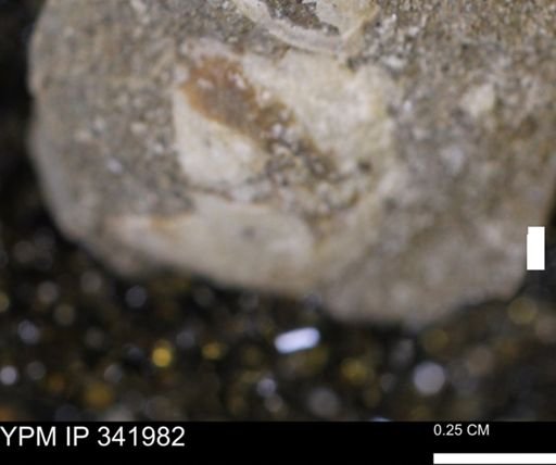 Protocardia sp.