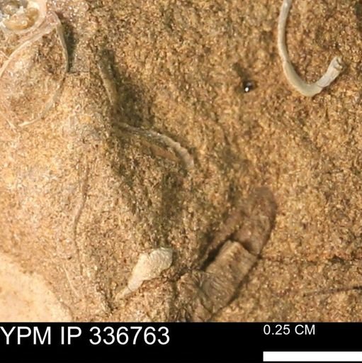 undet. Bivalvia