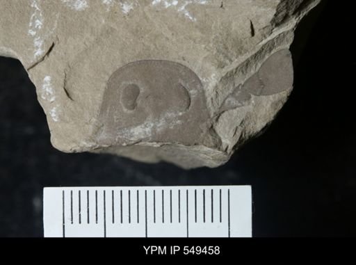 undet. Eurypterida
