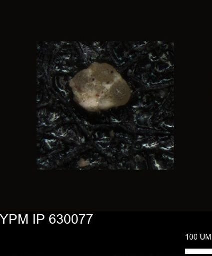undet. Foraminiferida