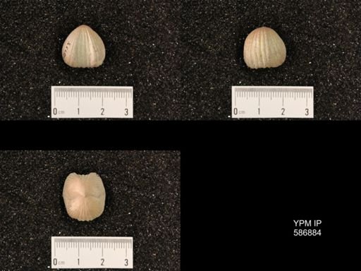 Rhynchotrema capax