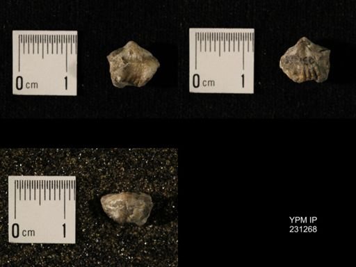 Wellerella osagensis