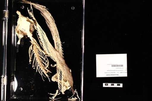 Neoceratodus forsteri