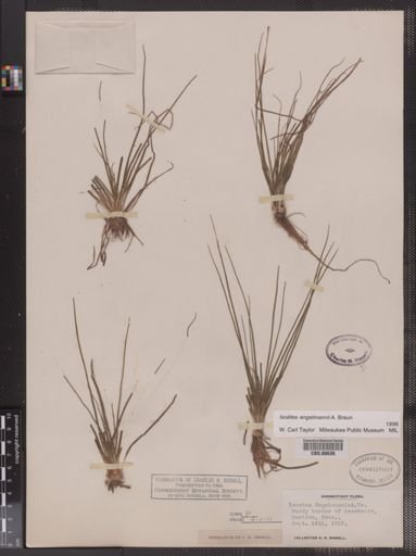 Isoetes engelmannii
