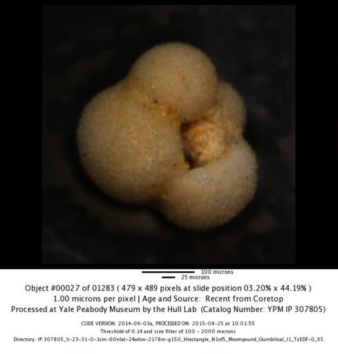 undet. Foraminiferida
