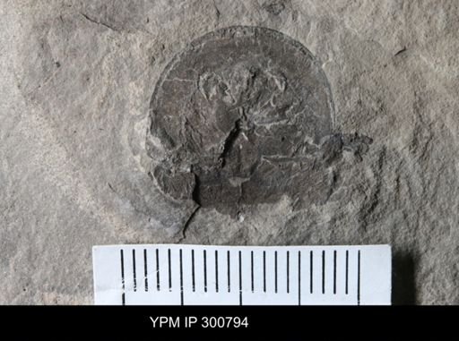 Erieopterus microphthalmus