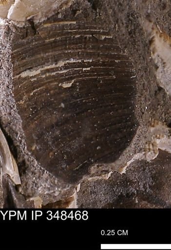 Limopsis striatopunctatus
