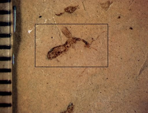 undet. Staphylinidae