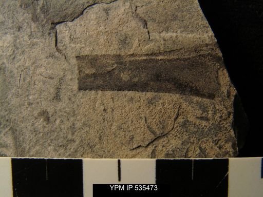 undet. Eurypterida